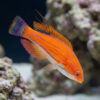 Carpenter's Flasher Wrasse
