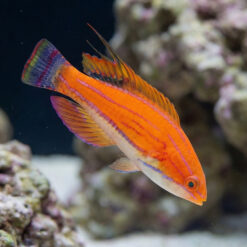 Carpenter's Flasher Wrasse
