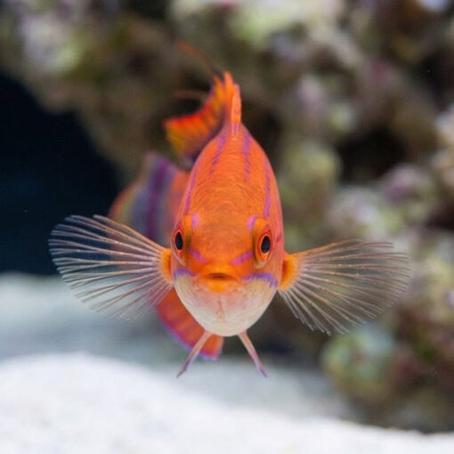 Carpenter's Flasher Wrasse - Image 2