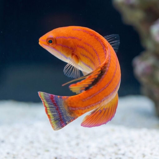 Carpenter's Flasher Wrasse - Image 3
