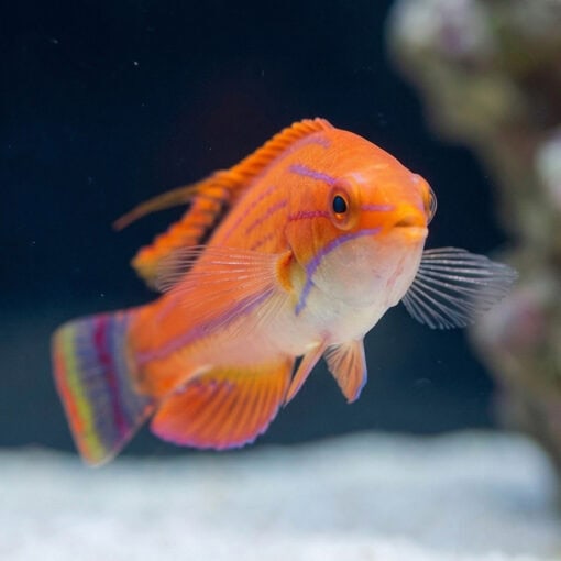 Carpenter's Flasher Wrasse - Image 4