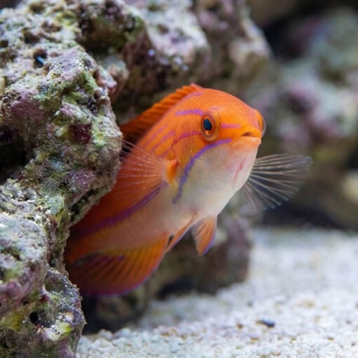 Carpenter's Flasher Wrasse - Image 5