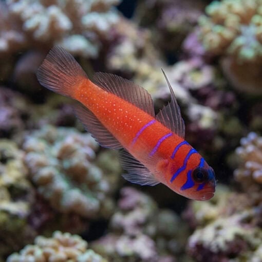 Catalina Goby