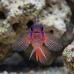 Alternative view of Catalina Goby