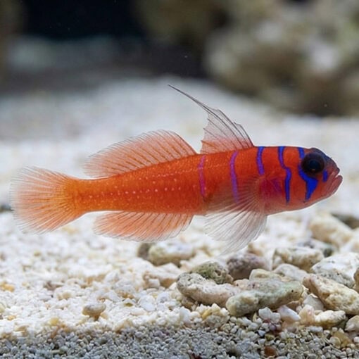 Catalina Goby - Image 3