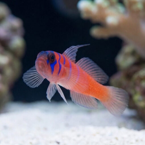 Catalina Goby - Image 4