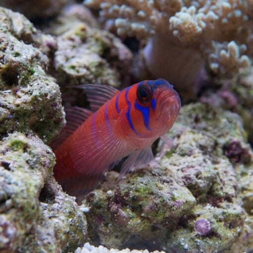 Catalina Goby - Image 5