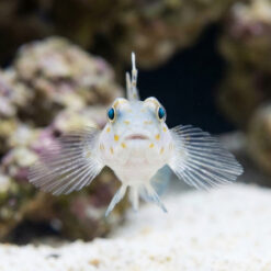 Alternative view of Common Fusegoby