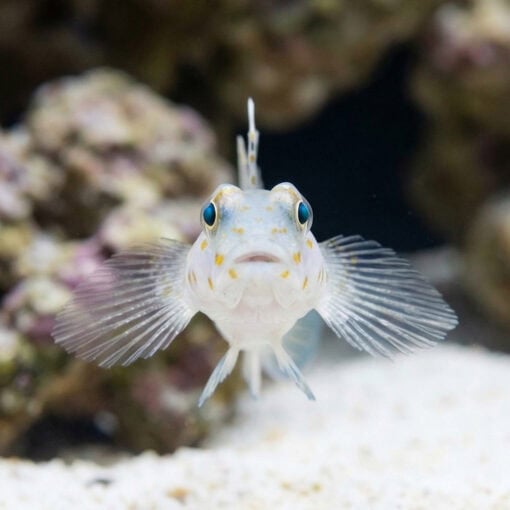 Common Fusegoby - Image 2