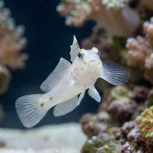Common Fusegoby - Image 4