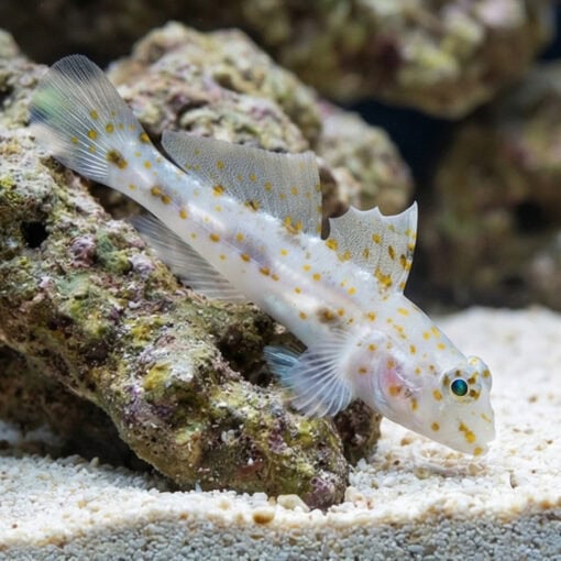 Common Fusegoby - Image 5