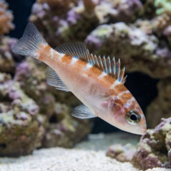 Chalk Basslet