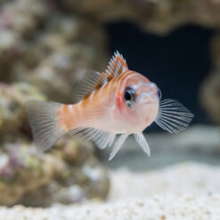 Alternative view of Chalk Basslet