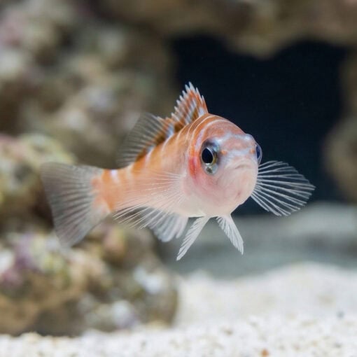 Chalk Basslet - Image 2