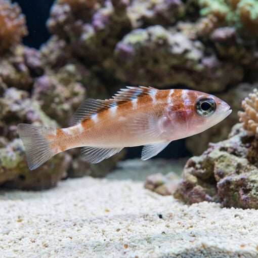 Chalk Basslet - Image 3
