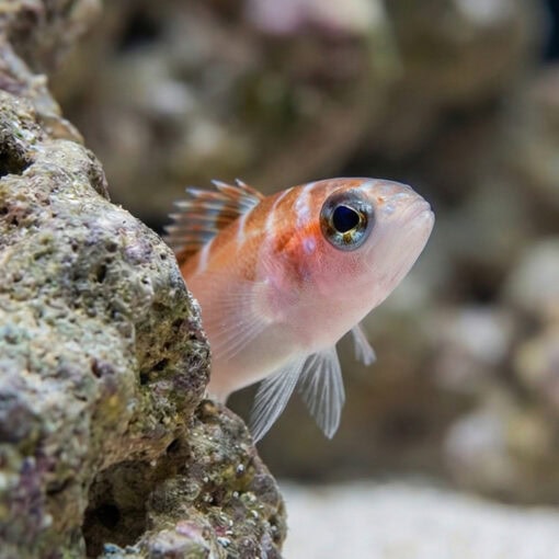 Chalk Basslet - Image 4
