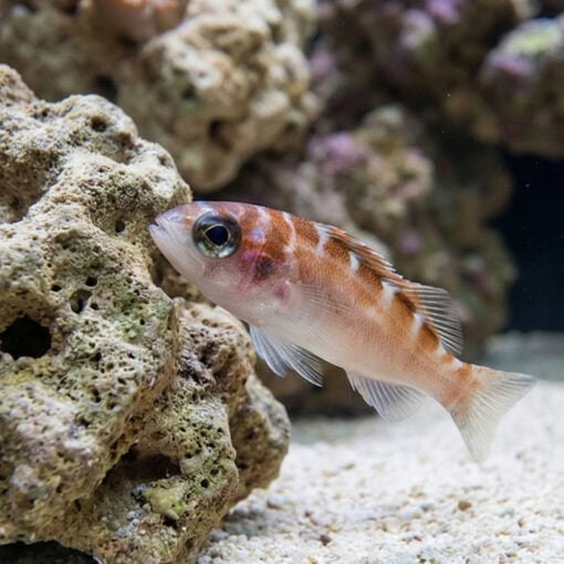 Chalk Basslet - Image 5