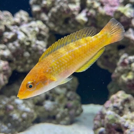 Chameleon Wrasse - Image 3