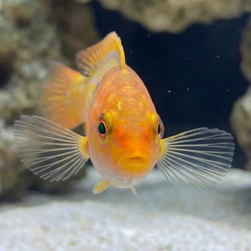 Chameleon Wrasse - Image 4