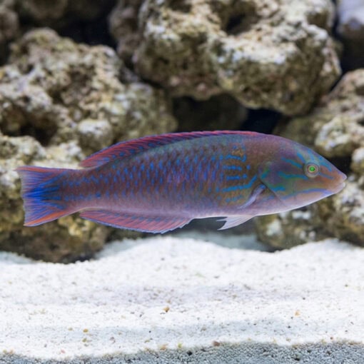 Chameleon Wrasse - Image 2