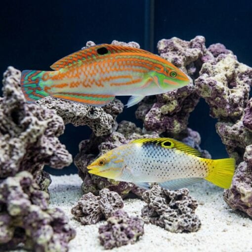 Checkerboard Wrasse