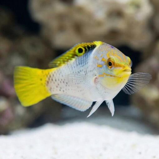 Checkerboard Wrasse - Image 3