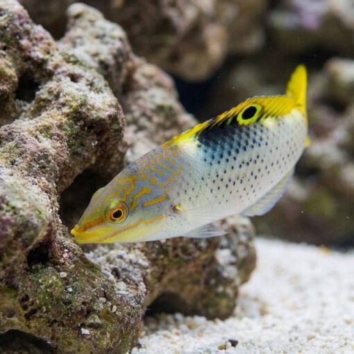 Checkerboard Wrasse - Image 5
