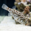 Checkered Puffer