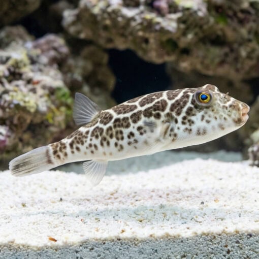 Checkered Puffer - Image 3