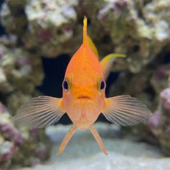 Alternative view of Sakura Anthias