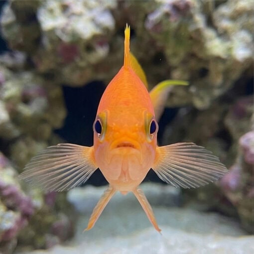 Sakura Anthias - Image 2