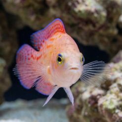 Alternative view of Red Spotted Dottyback