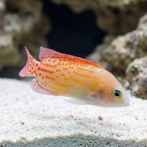 Red Spotted Dottyback - Image 3
