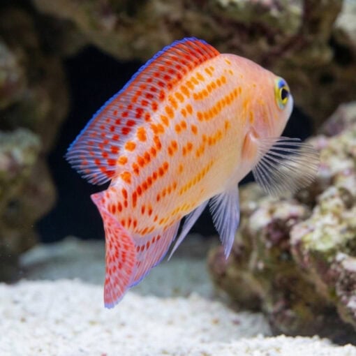 Red Spotted Dottyback - Image 4