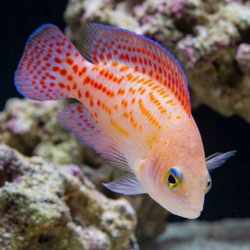 Red Spotted Dottyback - Image 5