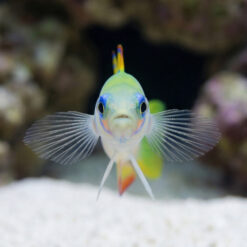 Alternative view of Zebra Bar Goby