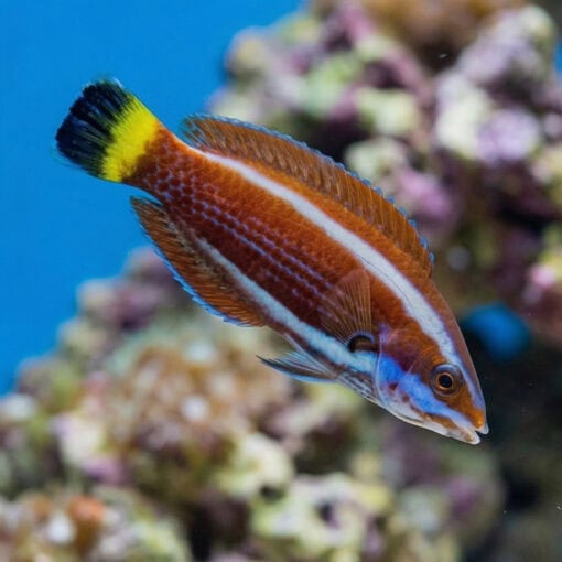 Chiseltooth Wrasse