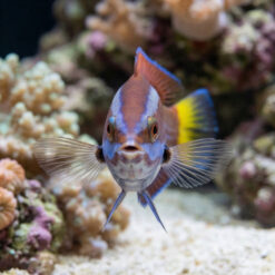Alternative view of Chiseltooth Wrasse