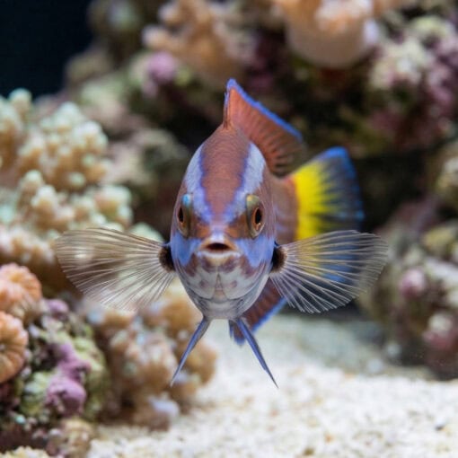 Chiseltooth Wrasse - Image 2