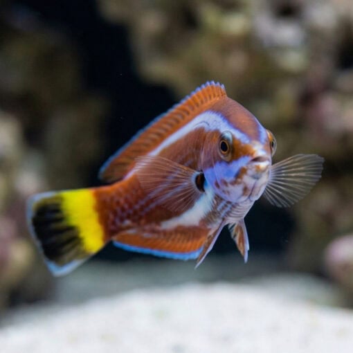 Chiseltooth Wrasse - Image 3