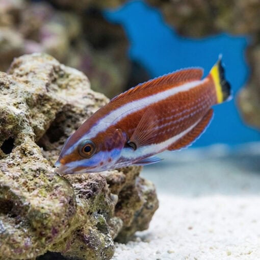 Chiseltooth Wrasse - Image 4