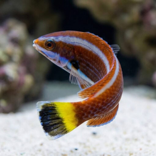 Chiseltooth Wrasse - Image 5