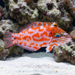 Choati Wrasse