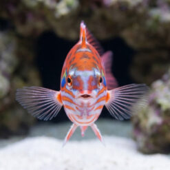 Alternative view of Choati Wrasse