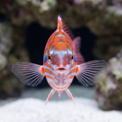 Choati Wrasse - Image 2