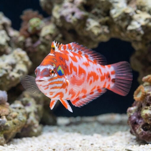 Choati Wrasse - Image 3