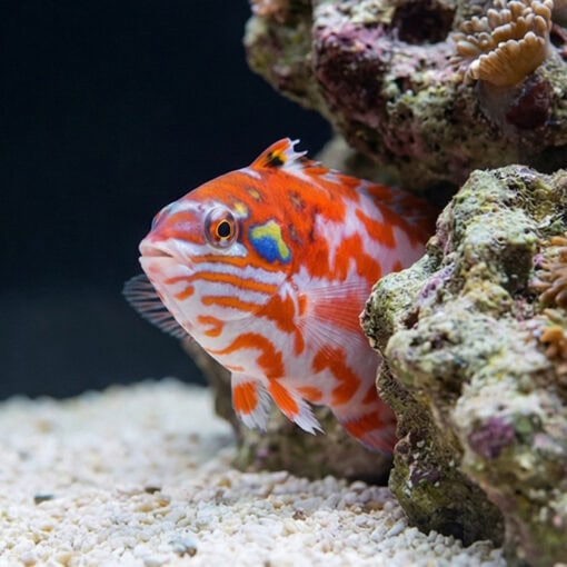 Choati Wrasse - Image 4