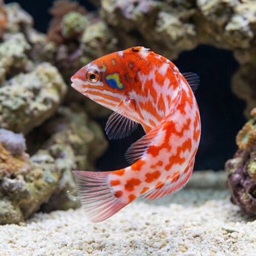 Choati Wrasse - Image 5