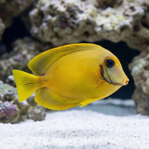 Yellow Mimic (Chocolate) Tang - Image 4