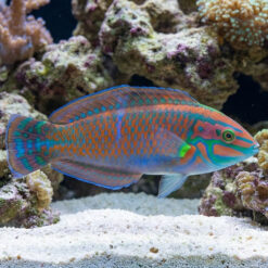 Christmas Wrasse